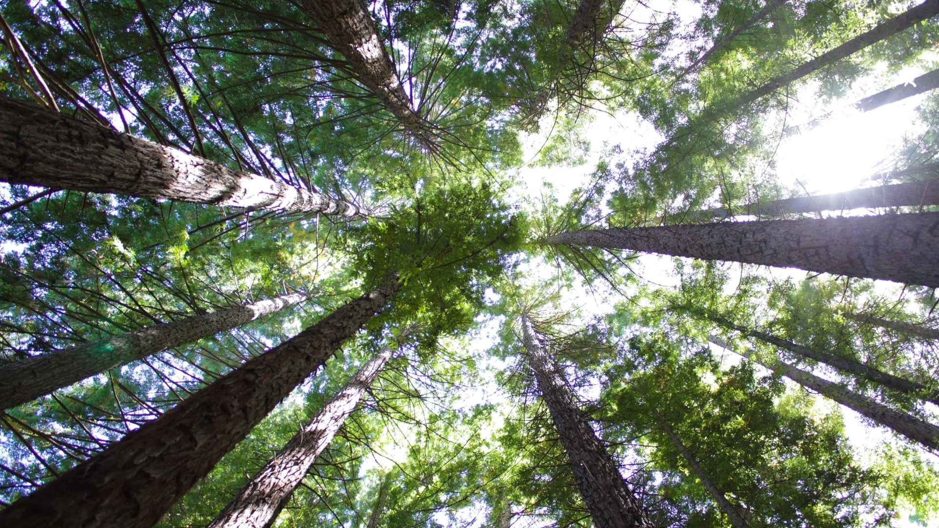 View of tall trees in Warburton Redwood forest.