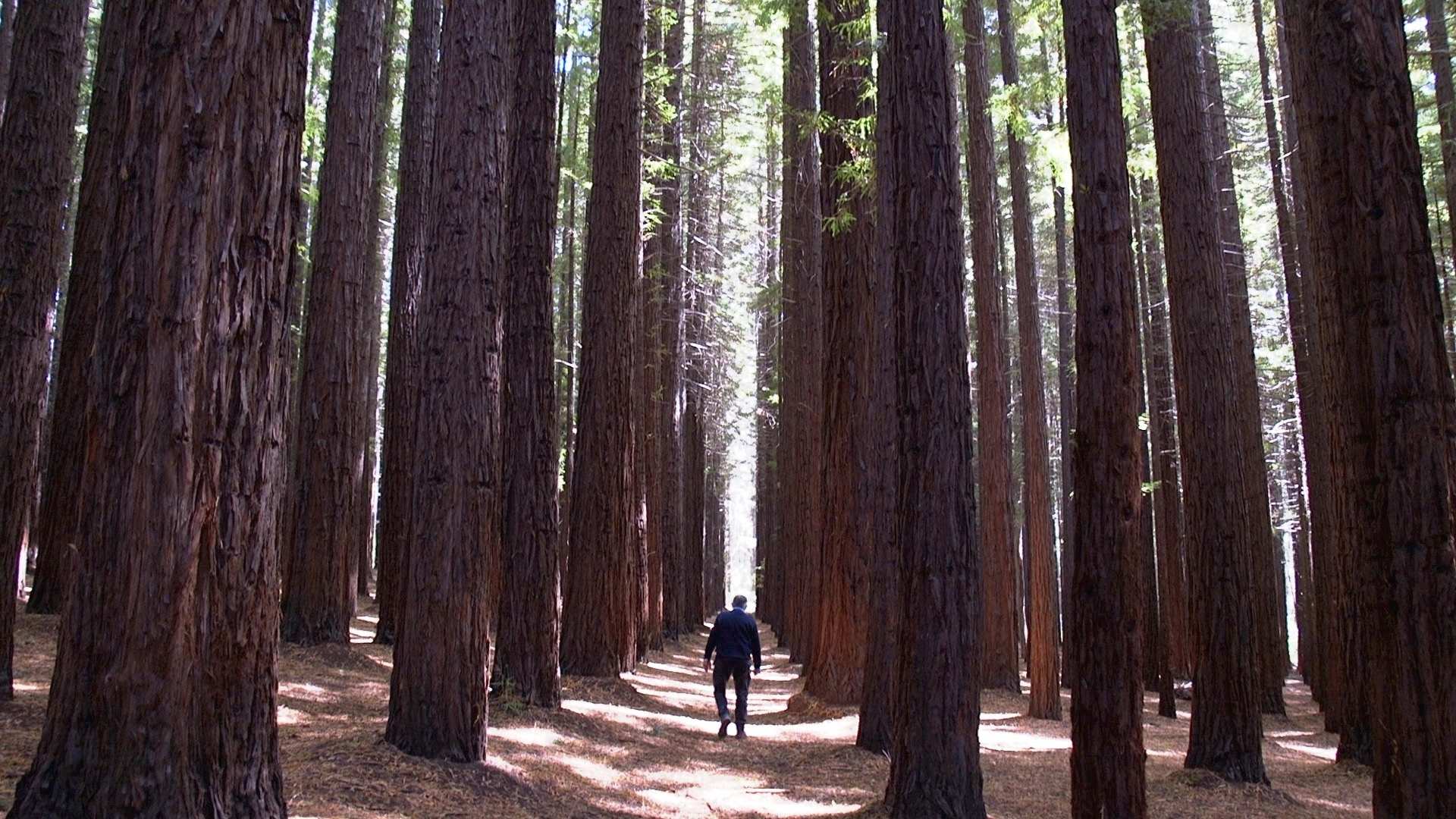 Man walking in forrest.