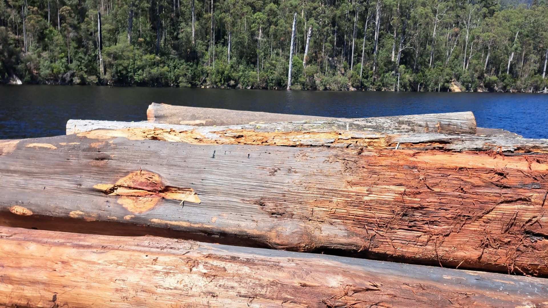 Hydrowood timber harvest in Tasmania.