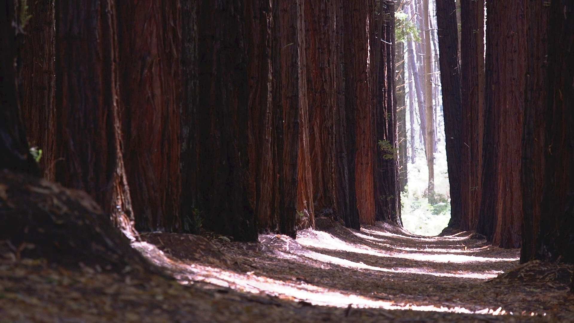 Trees in Warburton Redwood Forest.