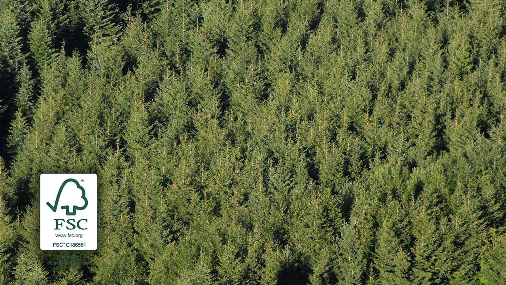 Pine tree plantation for sourcing responsible timber