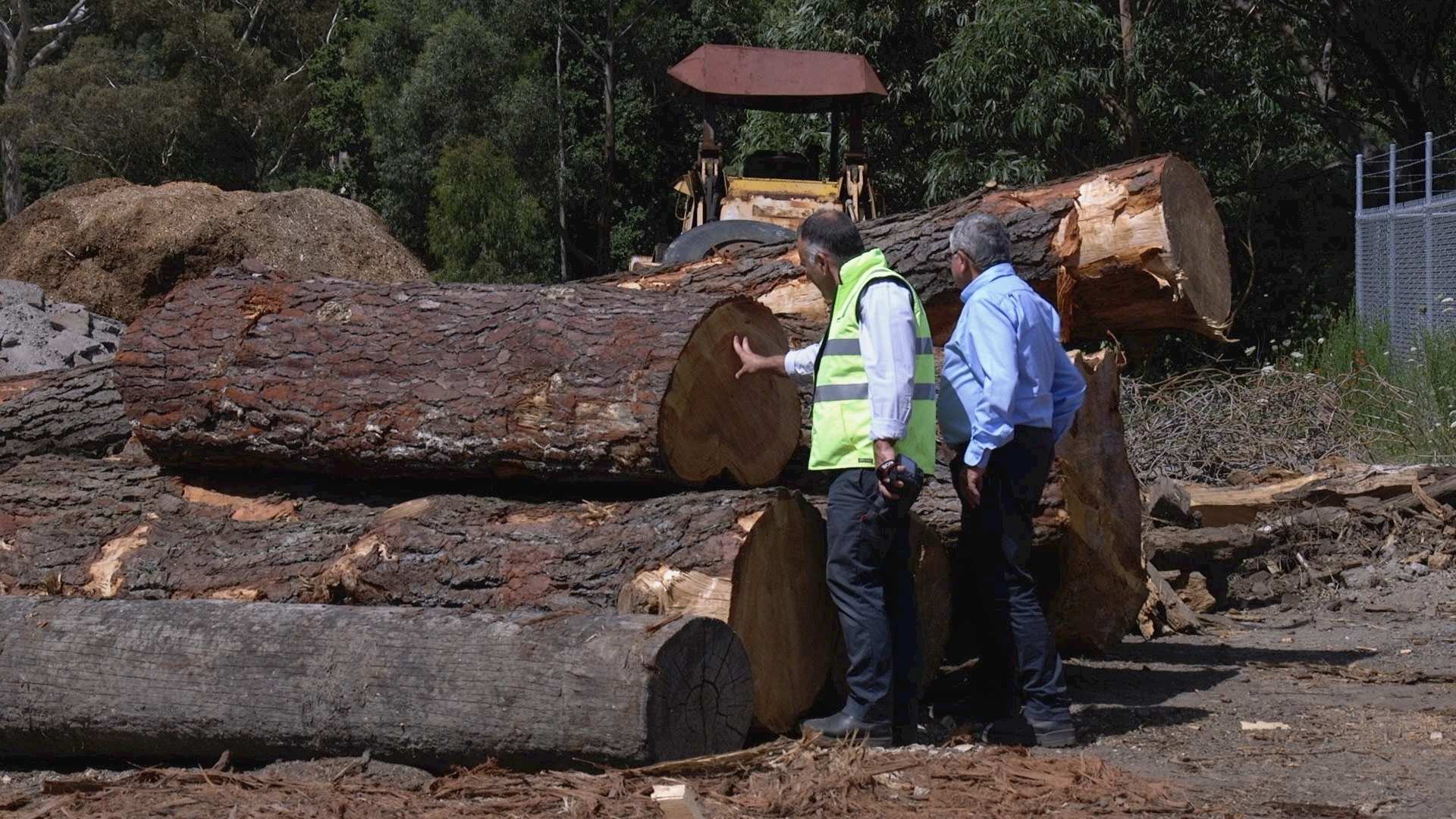 Frank Di Stefano & Jeff Harvey inspect harvested trees.